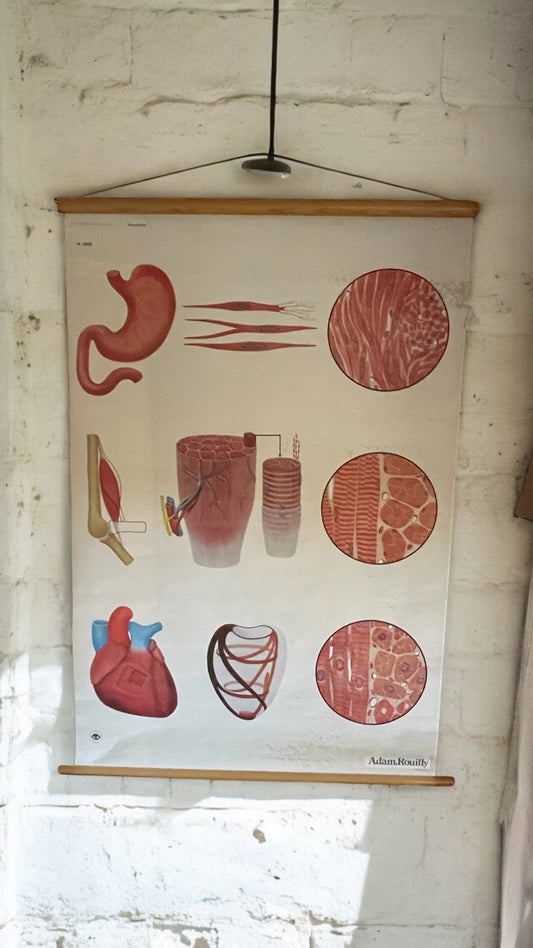 Original 1960’s Anatomical Vintage German Educational Wall Chart